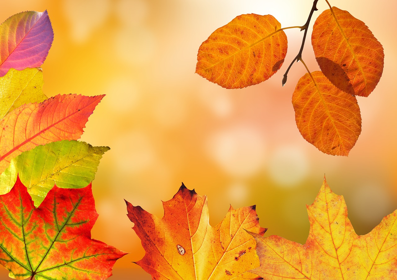 Bladeren veranderen van groen naar oranje in herfst.