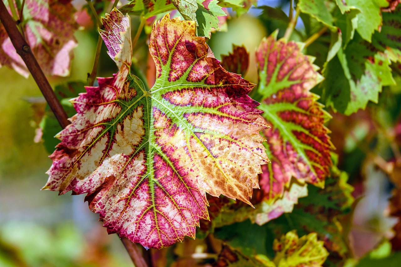 Lenteplanten ontpoppen felroze bloemen voor zomer.
