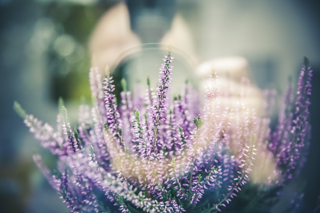 Wilde bieslook tussen tuinpaden in lente.